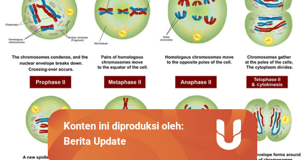 Pembelahan Mitosis Dan Meiosis Perbedaan Dan Contoh Kasus Kumparan Com Pembelahan Mitosis Dan Meiosis Perbedaan Dan Contoh Kasus Kumparan Com