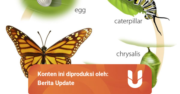 Metamorfosis Sempurna Pada Siklus Hidup Kupu Kupu Dan Nyamuk Kumparan Com