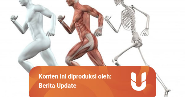 Sistem Gerak Pada Manusia Dan Bagian Bagiannya Kumparan Com