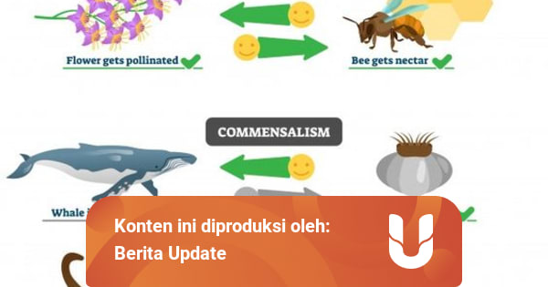 Simbiosis Mutualisme Komensalisme Dan Parasitisme Kumparan Com