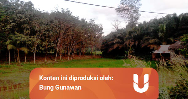 Tanah Dan Pasal 33 Uud 1945 Kumparan Com Tanah Dan Pasal 33 Uud 1945 Kumparan Com