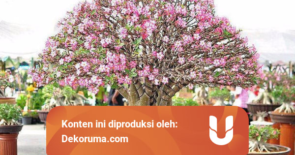 Yuk Buat Rumah Makin Asri Dengan Bonsai Kumparan Com