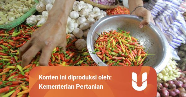 Akademisi IPB: Fluktuasi Harga Cabai adalah Siklus Musiman ...