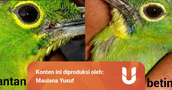 Cara Membedakan Burung Cucak Ijo Kumparan Com Cara Membedakan Burung Cucak Ijo Kumparan Com