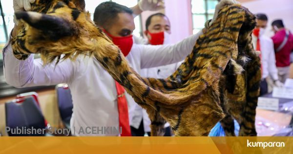 Polisi Ungkap Perdagangan Harimau Sumatera dan Beruang ...