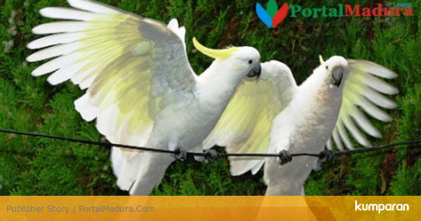 Kumpulan gambar untuk Belajar mewarnai: Gambar Hewan Polos ...