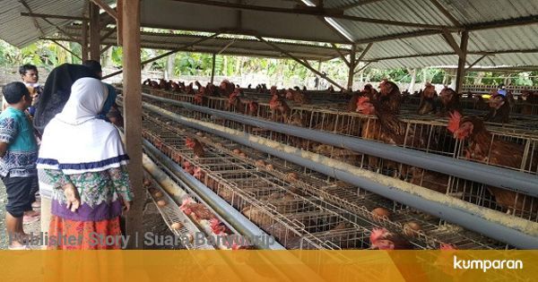 Bumdes Bandungrejo Dilatih Usaha Ayam Petelur Kumparan Com