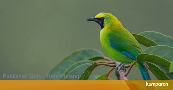 Tahun 2020 Pemilik Burung Cucak Ijo Wajib Kantongi Surat Izin
