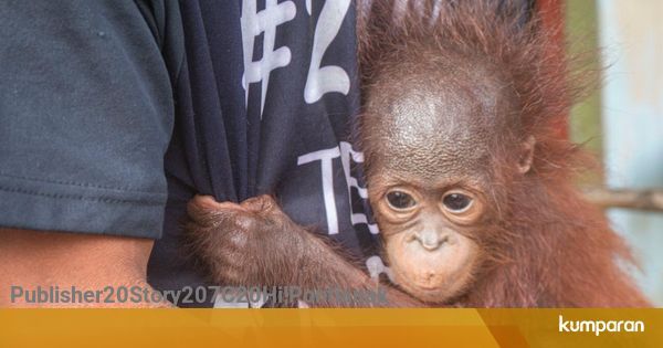 Warga Ketapang Kalbar Selamatkan Bayi Orang Utan yang Warga Ketapang Kalbar Selamatkan Bayi Orang Utan yang