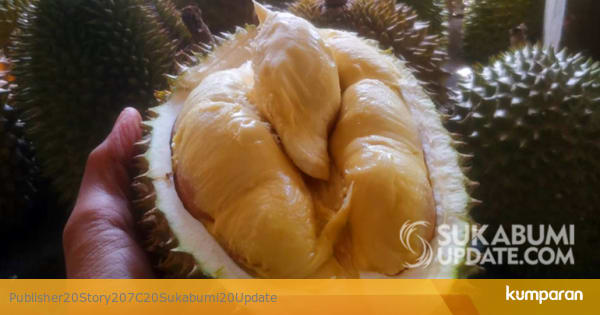 buah langka mahal Durian Gandaria Cikakak Sukabumi Buah Langka Harganya buah langka mahal Durian Gandaria Cikakak Sukabumi Buah Langka Harganya