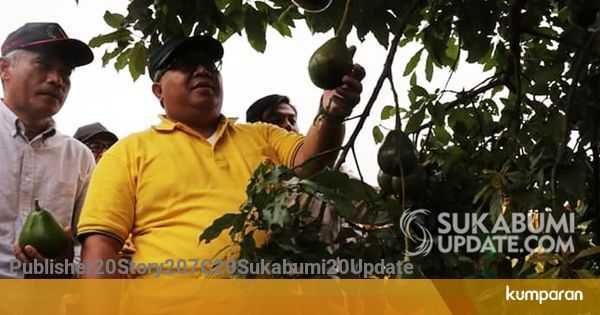 nama snack unik Ada Bahagiawati Lima Varietas Unik Buah Alpukat di nama snack unik Ada Bahagiawati Lima Varietas Unik Buah Alpukat di