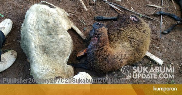 7 Hewan Buas Ternak Warga Purabaya Sukabumi Diserang Hewan Buas Ada 