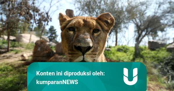Foto: Kebun Binatang di Chile Terus Berjuang di Tengah Pandemi Virus Corona - kumparan.com