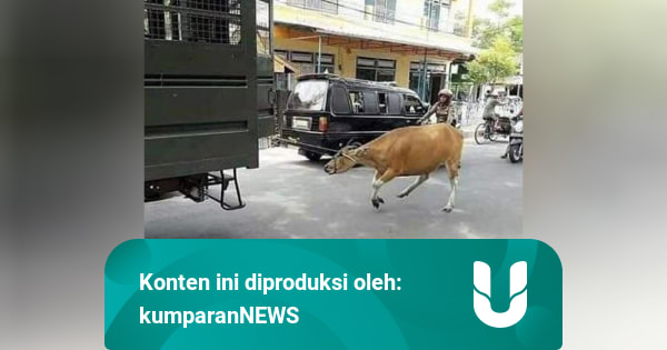 Menilik UU Kesejahteraan Hewan di Indonesia - kumparan.com