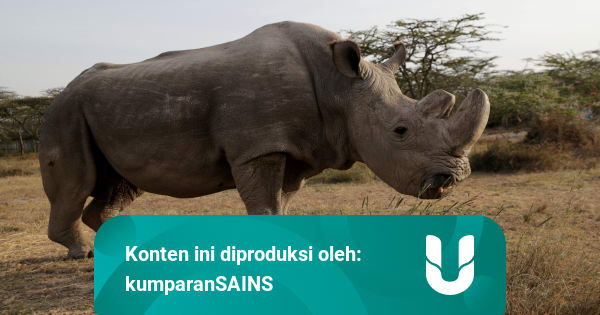 Berapa Lama Satu Spesies Bisa Bertahan Sebelum Akhirnya ...