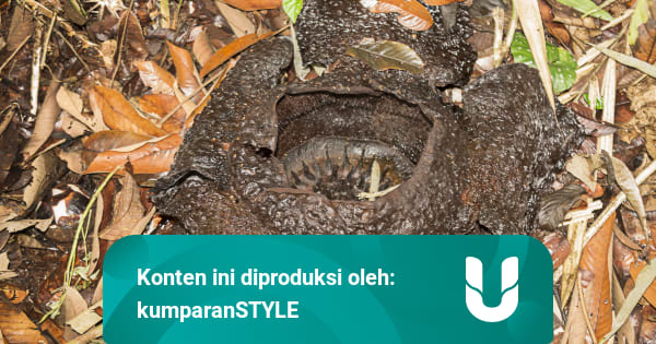 Di Balik Cat Warna Warni Pada Hewan Dan Tumbuhan Kumparan Com