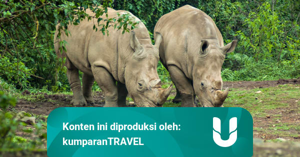 Kembali Dibuka, Ini Syarat Berkunjung ke Taman Nasional ...