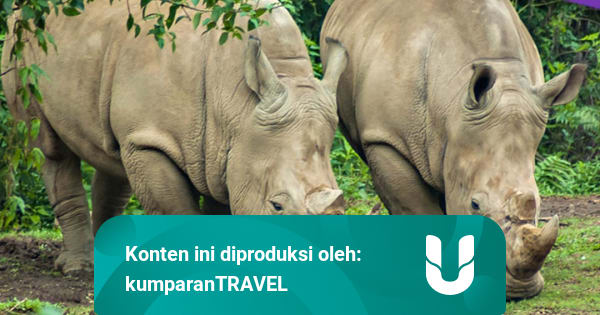 Taman Nasional Ujung Kulon Melindungi Hewan Goreng Taman Nasional Ujung Kulon Melindungi Hewan Goreng