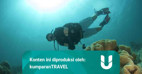 Berapa Dana Termurah dan Termahal untuk Diving di ...
