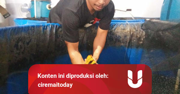 Kisah Pehobi Ikan Koi Di Kuningan Raup Untung Di Tengah Pandemi Corona Kumparan Com Gedung graha irama lantai 5,7,15 jl.