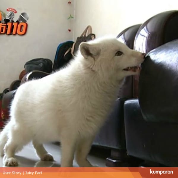 Disangka Anjing Ternyata Hewan Peliharaannya Adalah Rubah Putih