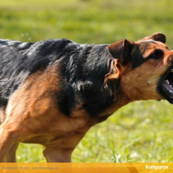 Siaga 1 Rabies Warga Kolut Dihimbau Hindari Anjing Liar